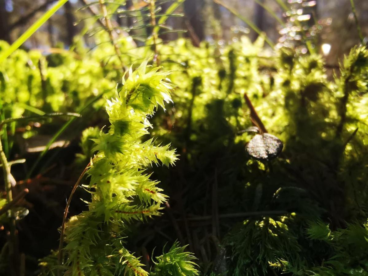 Landhotel Haeuserl Im Wald Grobming Kültér fotó